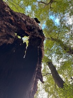 Iris’s birthday party tramp. One night in Jan’s hut with a few of her best mates. Mums came too.