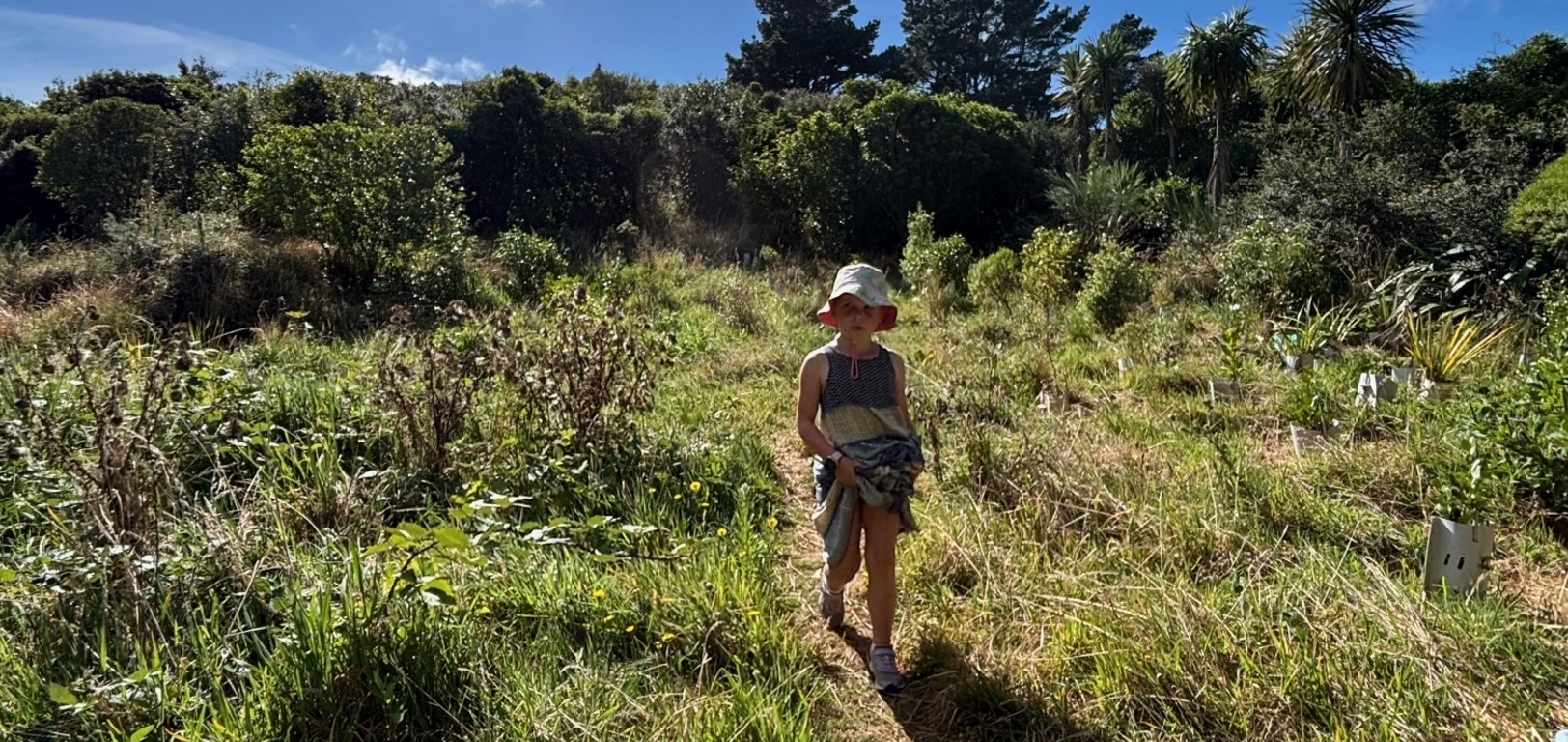 BlackBerry foraging on this mornings walk
