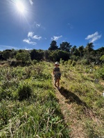 BlackBerry foraging on this mornings walk