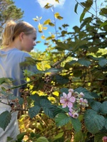 BlackBerry foraging on this mornings walk