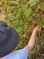 BlackBerry foraging on this mornings walk