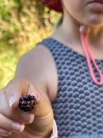 BlackBerry foraging on this mornings walk
