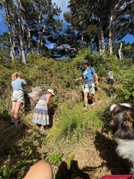 BlackBerry foraging on this mornings walk
