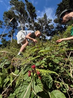 BlackBerry foraging on this mornings walk