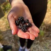 BlackBerry foraging on this mornings walk