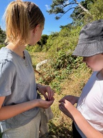 BlackBerry foraging on this mornings walk