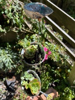 Paua shell succulent planter