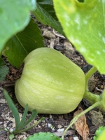A mini pumpkin! Pond cleaning and pottering in the garden with leftover concrete…