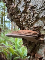 Day one: hump ridge, 21km - 15km was easy along beach and bush… the last 6km was all stairs to get to the amazing views.