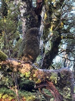 Day two: Hump Ridge, 19km - amazing view to start the day and a super special close encounter with a cheeky kea. Lunch on luncheon rock with no wind followed by moss of amazing ness and then the tram tracks that would never end. Arrived at beautiful Port Craig and swim with the dolphins (kind of)