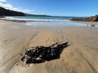 Day two: Hump Ridge, 19km - amazing view to start the day and a super special close encounter with a cheeky kea. Lunch on luncheon rock with no wind followed by moss of amazing ness and then the tram tracks that would never end. Arrived at beautiful Port Craig and swim with the dolphins (kind of)