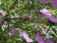 The great winter cleanup is still going strong. Finally sorted the front planter so it can continue to compost.