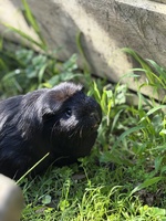 Guinea pig project back underway… trial the lid idea and need to make the final ones now. They loved being out up there.