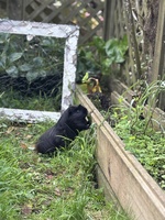 Guinea pig project back underway… trial the lid idea and need to make the final ones now. They loved being out up there.