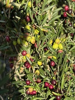Checking out the farm cottage in daylight. Very rustic but fun.