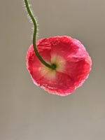 The year of the grass, poppy & Lupin…