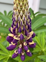 The year of the grass, poppy & Lupin…