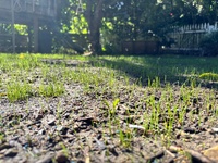 Garden update, made a tier planter within a planter! Pulled off the old fence, iris’s avo is growing well, grass seed on front lawn is doing well too!