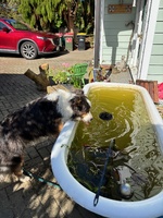 Garden update, made a tier planter within a planter! Pulled off the old fence, iris’s avo is growing well, grass seed on front lawn is doing well too!