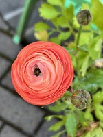 Garden update, made a tier planter within a planter! Pulled off the old fence, iris’s avo is growing well, grass seed on front lawn is doing well too!