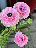 Garden update, made a tier planter within a planter! Pulled off the old fence, iris’s avo is growing well, grass seed on front lawn is doing well too!