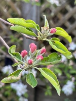 Garden update, made a tier planter within a planter! Pulled off the old fence, iris’s avo is growing well, grass seed on front lawn is doing well too!