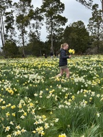 Carterton daffodil picking! Haven’t done it in 9 years! Street market was great too