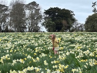 Carterton daffodil picking! Haven’t done it in 9 years! Street market was great too
