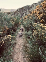 We looked after Darcy & Colin. Enjoyed Colin the cat on walks and is the most affectionate cat I have ever met. Delish.