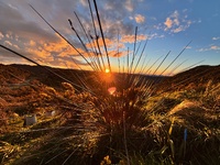 We looked after Darcy & Colin. Enjoyed Colin the cat on walks and is the most affectionate cat I have ever met. Delish.