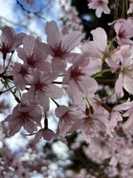 Kaitohe blossoms gardens with the old school girlfriends