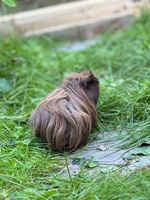 Enjoying our staycation at the pecks palms resort…