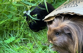 January - Journal Entries