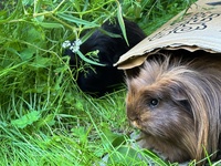 Enjoying our staycation at the pecks palms resort…