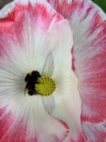 A spot of gardening for the neighbour and enjoying mine too