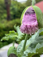 A spot of gardening for the neighbour and enjoying mine too