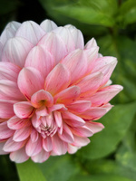 A spot of gardening for the neighbour and enjoying mine too